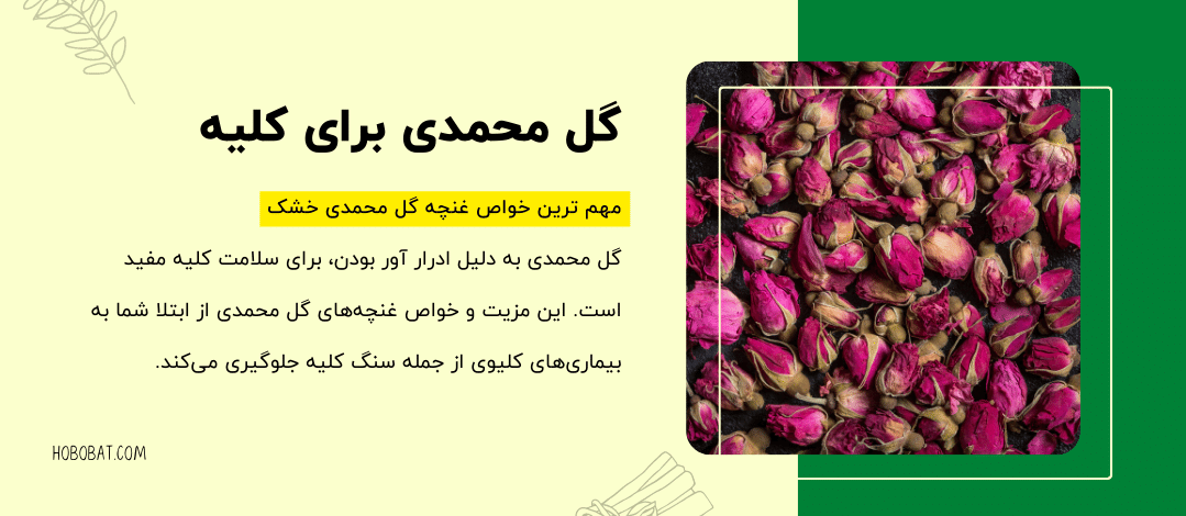 خواص گل محمدی برای کلیه